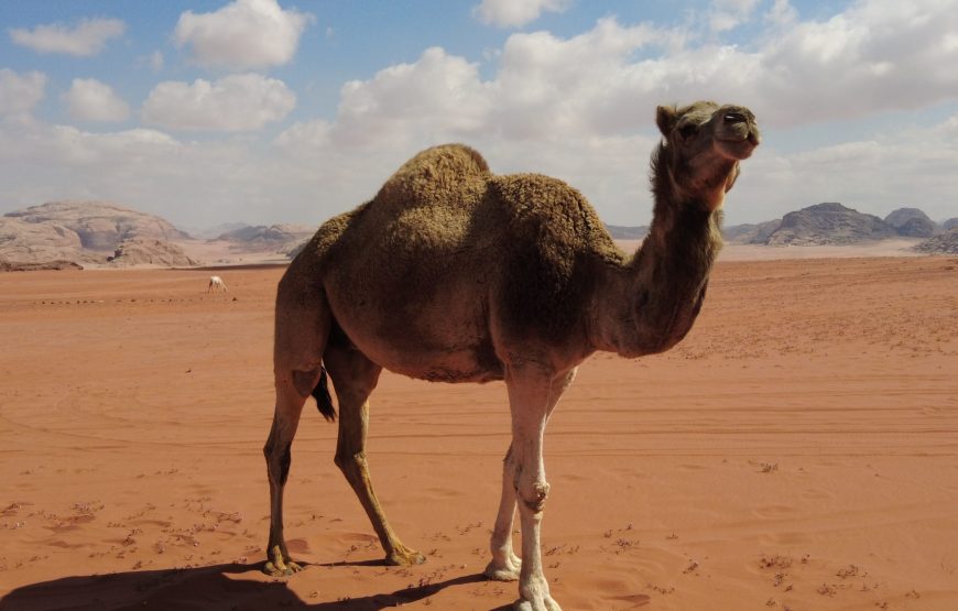 Full day Jeep, camel no overnight