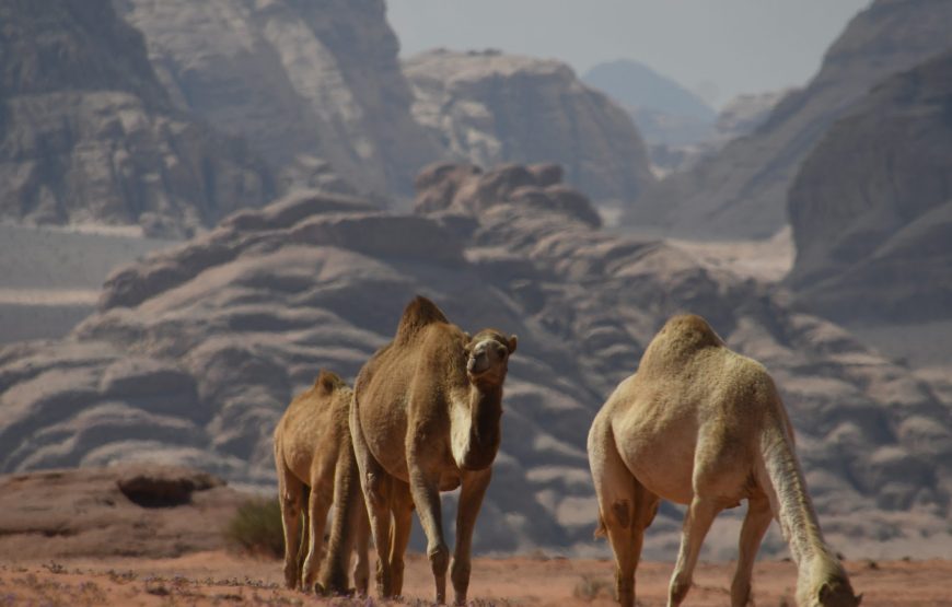One-day camel tour with overnight
