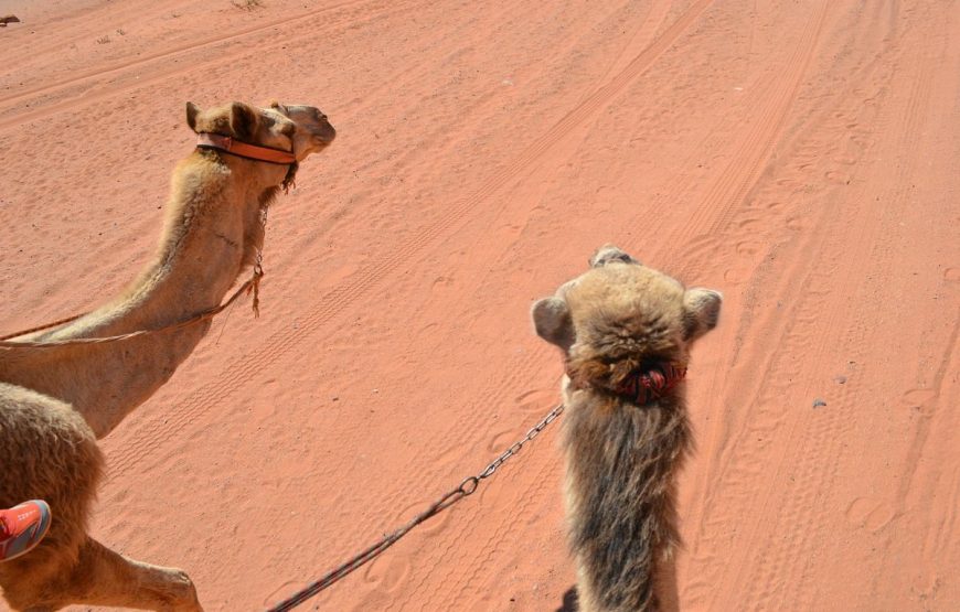 One day Camel Tour
