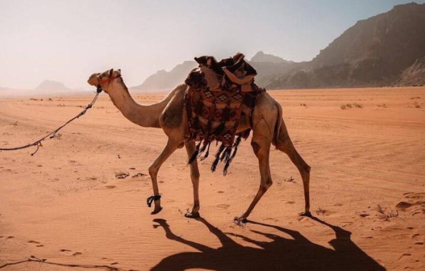 Two-day camel tour with overnight